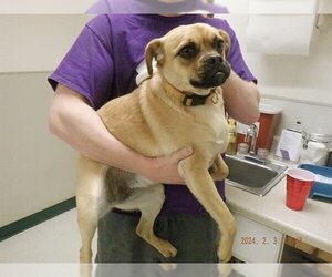 Pug-Unknown Mix Dogs for adoption in Oroville, CA, USA