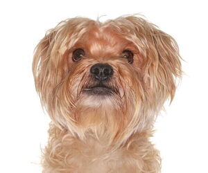 Shih Tzu-Unknown Mix Dogs for adoption in Oakland Park, FL, USA