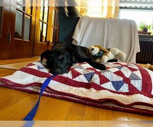 Labrador Retriever Dogs for adoption in Portland, OR, USA