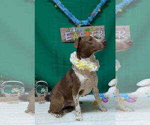 Labrador Retriever-Unknown Mix Dogs for adoption in Franklin, North Carolina, NC, USA