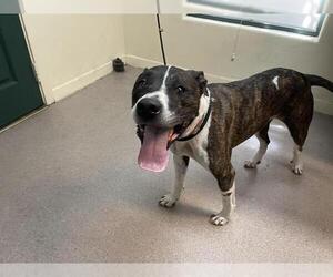 American Pit Bull Terrier Dogs for adoption in Pasadena, CA, USA