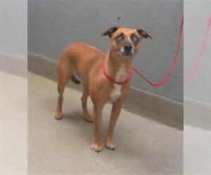 Australian Shepherd-Unknown Mix Dogs for adoption in Las Vegas, NV, USA