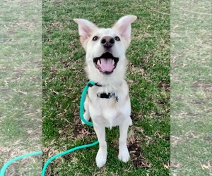 Huskies -Unknown Mix Dogs for adoption in Sandy, UT, USA