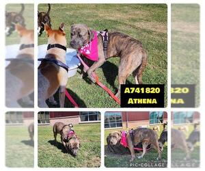 American Staffordshire Terrier-Unknown Mix Dogs for adoption in San Antonio, TX, USA