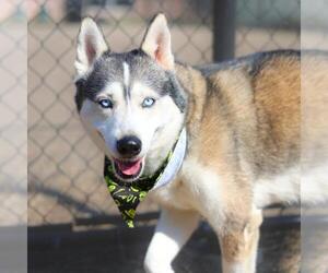 Huskies -Unknown Mix Dogs for adoption in San Antonio, TX, USA