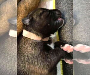 Mutt Dogs for adoption in Imlay City, MI, USA