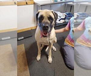 Mastiff Dogs for adoption in St. Cloud, MN, USA