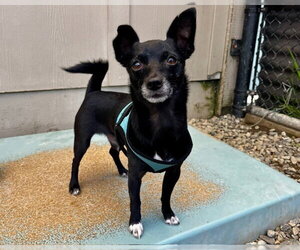 Chihuahua Dogs for adoption in Santa Cruz, CA, USA