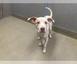 American Pit Bull Terrier-Unknown Mix Dogs for adoption in Las Vegas, NV, USA