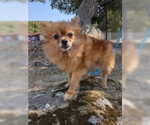 Pomeranian Dogs for adoption in Salinas, CA, USA