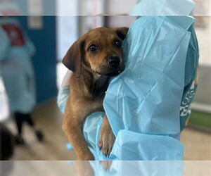 Mutt Dogs for adoption in Raleigh, NC, USA