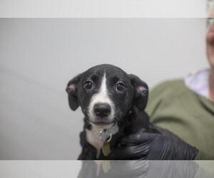 Labrador Retriever-Red Heeler Mix Dogs for adoption in Mountain Home, AR, USA