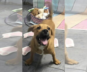 Medium Photo #6 Beabull Puppy For Sale in Aurora, IN, USA
