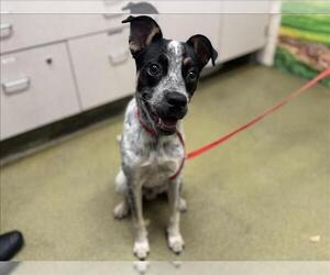 Mutt Dogs for adoption in Moreno Valley, CA, USA