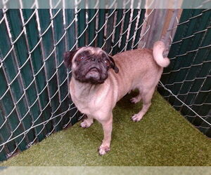 Pug Dogs for adoption in Downey, CA, USA