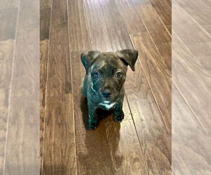 Mutt Dogs for adoption in Mooresville, NC, USA