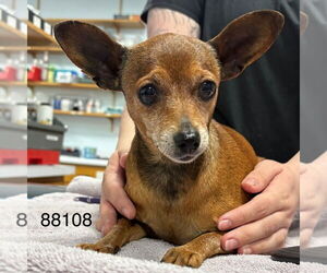 Chihuahua-Unknown Mix Dogs for adoption in Chico, CA, USA