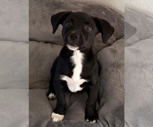 Labbe Dogs for adoption in The Woodlands, TX, USA