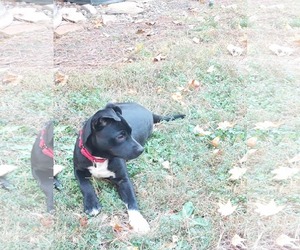 Mutt Dogs for adoption in Sheboygan, WI, USA