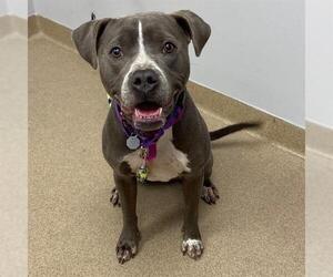 American Pit Bull Terrier Dogs for adoption in Aurora, CO, USA