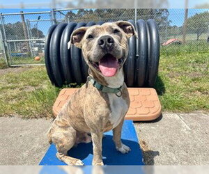 Mutt Dogs for adoption in McKinleyville, CA, USA