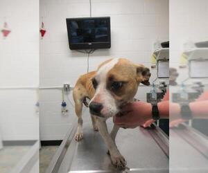 Bull Terrier-Bulldog Mix Dogs for adoption in Starke, FL, USA