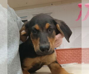 Mutt Dogs for adoption in Canton, CT, USA