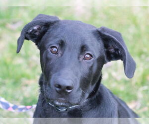 Labrador Retriever-Unknown Mix Dogs for adoption in Cookeville, TN, USA