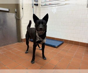 German Shepherd Dog-Unknown Mix Dogs for adoption in Camarillo, CA, USA