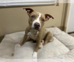 American Pit Bull Terrier Dogs for adoption in Chula Vista, CA, USA