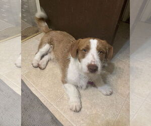 Basset Hound-Jack Russell Terrier Mix Dogs for adoption in Petaluma, CA, USA