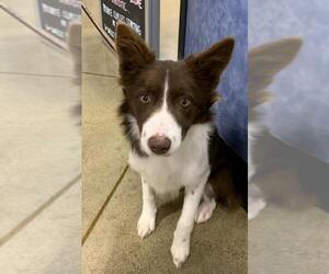 Border-Aussie Dogs for adoption in Batavia, OH, USA