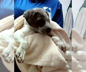 American Pit Bull Terrier-Unknown Mix Dogs for adoption in Martinez, CA, USA