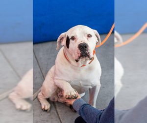 American Bulldog Dogs for adoption in Pasadena, CA, USA