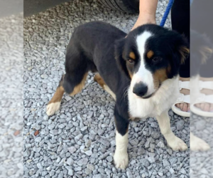 Australian Shepherd-Unknown Mix Dogs for adoption in Cranston, RI, USA