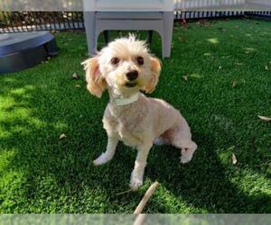 Poodle (Toy)-Unknown Mix Dogs for adoption in Santa Clara, CA, USA