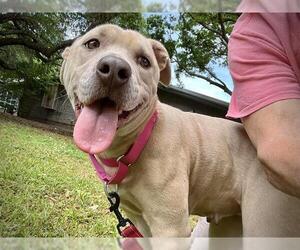 American Staffordshire Terrier-Unknown Mix Dogs for adoption in Tallahassee, FL, USA