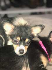 Chihuahua Dogs for adoption in Azle, TX, USA