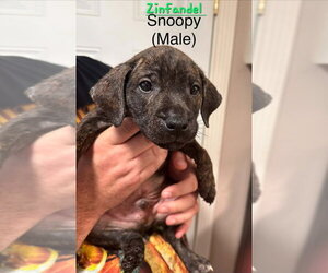Mutt Dogs for adoption in Evansville, IN, USA
