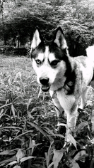 Siberian Husky Dogs for adoption in aurora, IL, USA