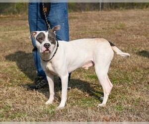 Mutt Dogs for adoption in Glen Allen, VA, USA