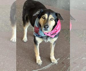 Retriever -Unknown Mix Dogs for adoption in Spring Lake, NJ, USA