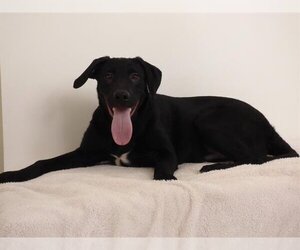 Australian Cattle Dog-Labrador Retriever Mix Dogs for adoption in Oroville, CA, USA