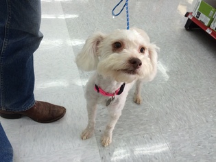 Poodle (Standard) Dogs for adoption in Redondo Beach, CA, USA