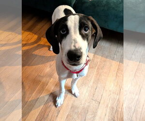 Mutt Dogs for adoption in Wakefield, RI, USA