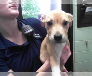 Mutt Dogs for adoption in Tulsa, OK, USA