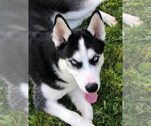 Medium Photo #1 Siberian Husky Puppy For Sale in Harvard, IL, USA