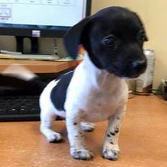 Medium Photo #1 Basschshund Puppy For Sale in Pennsville, NJ, USA