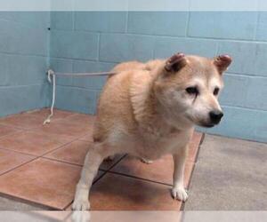 Shiba Inu Dogs for adoption in Downey, CA, USA