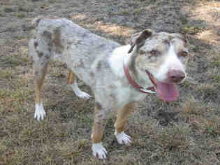 Border-Aussie Dogs for adoption in Oakdale, CA, USA